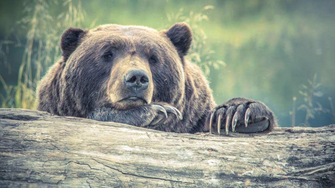 Stop hibernating: You’re missing out on company blog benefits